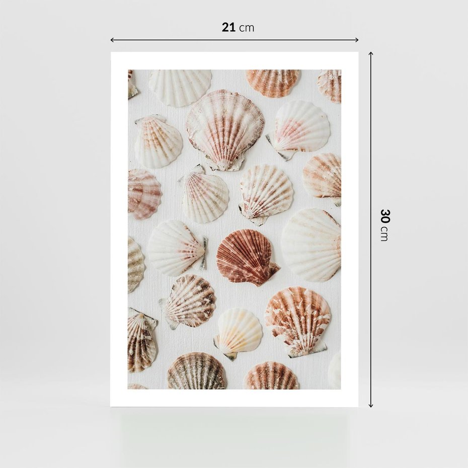 Plakat bez ramy 21x30 - Morska Delikatność: Muszelki na Białym Tle - kompozycja, morskie muszelki na białym tle
