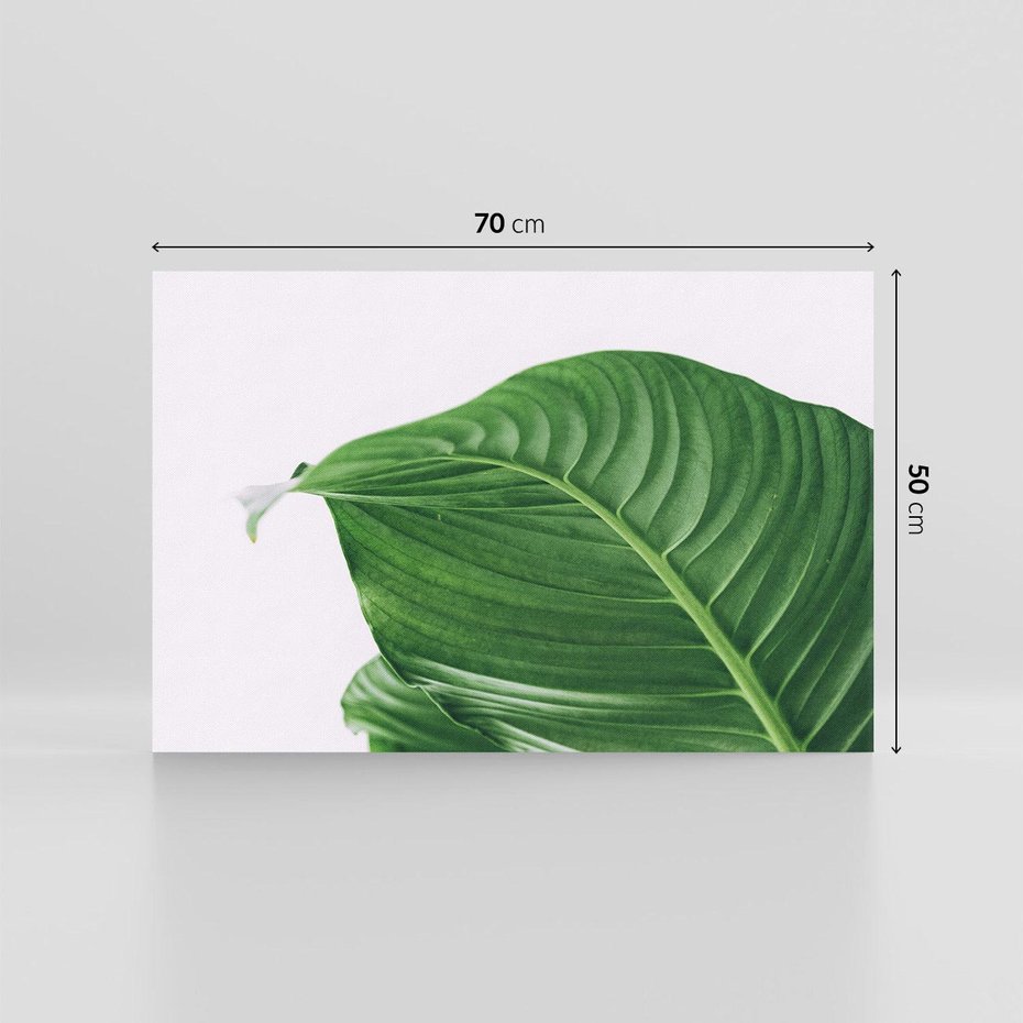 Obraz na płótnie 70x50 - Zielone liście monstery - liście, monstera