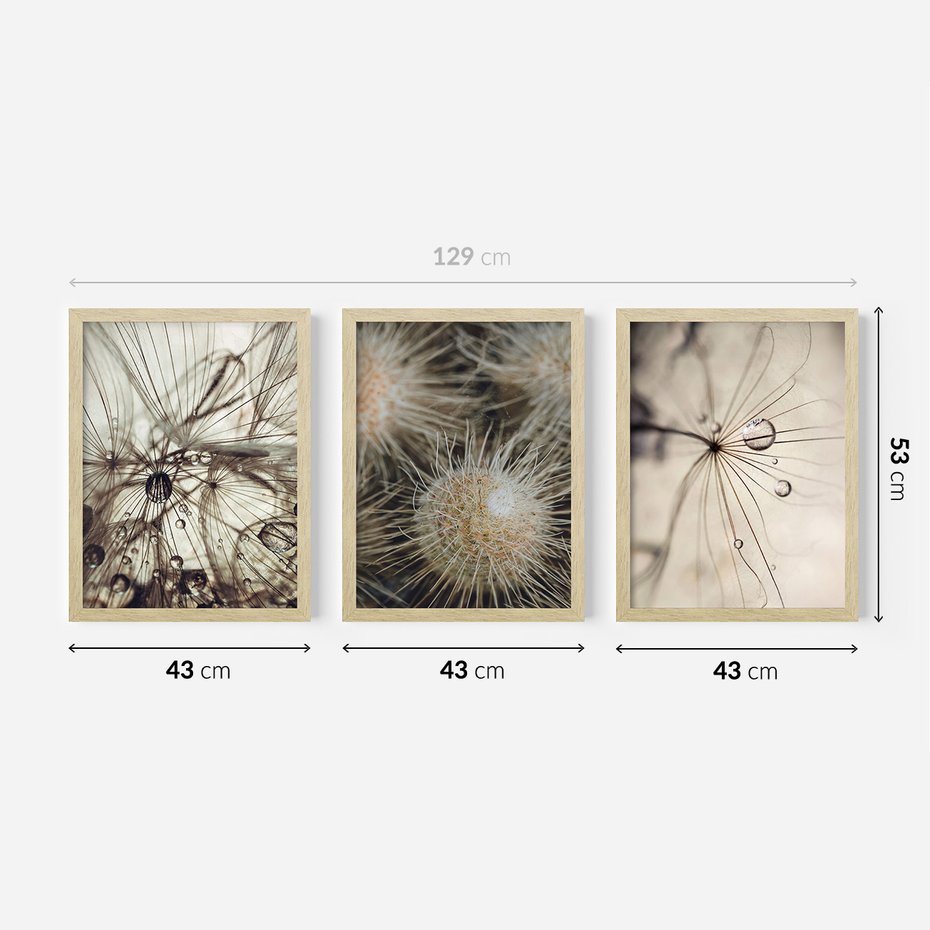 Zestaw obrazy w ramie 40x50 galeria - Dmuchawce, krople, wody, makro - rama drewno