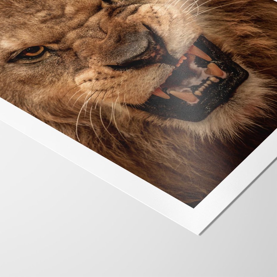 Plakat bez ramy 21x30 - Władca Sawanny - lew, sawanna