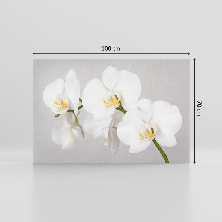 Obraz na płótnie 100x70 - kwiatowy urok - orchidea, kwiat
