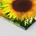 Obraz na płótnie 120x80 - Słonecznikowa Energia - słonecznik, kwiat