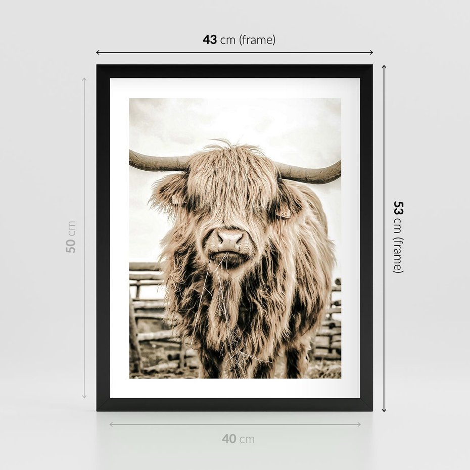 Plakat w ramie 40x50 - Klimat Wiejskiego Życia - amerykańska krowa, byk - rama czarna