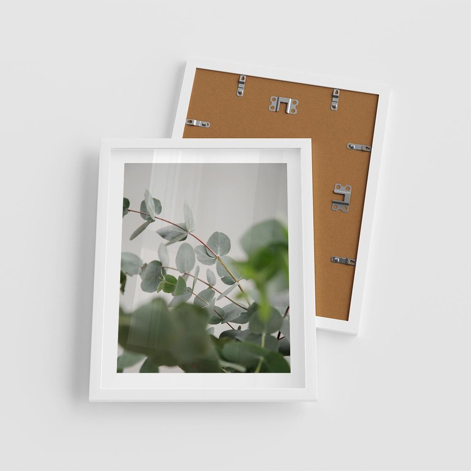 Plakat w ramie 40x50 - Liście eukaliptusa w naturze - eukaliptus, liście - rama biała