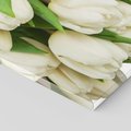 Obraz na płótnie 70x70 - Białe tulipany w pełnym rozkwicie - białe, tulipany