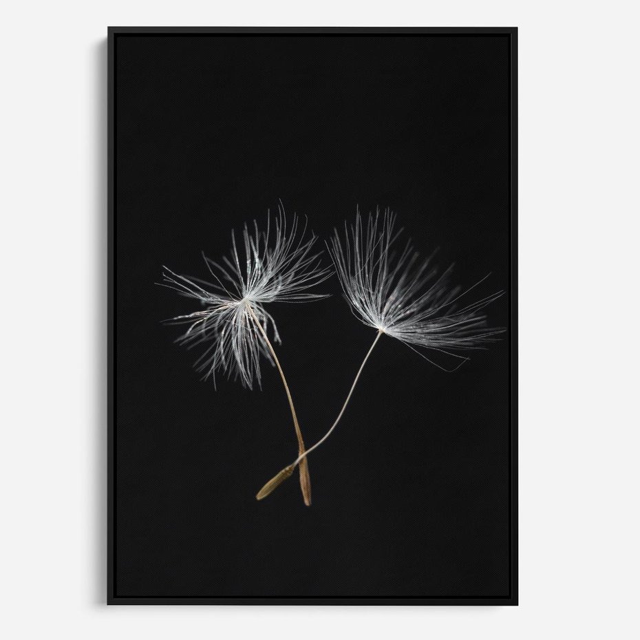 Obraz w ramie 50x70 - Delikatność Wiatru - dmuchawce, makro - rama czarna