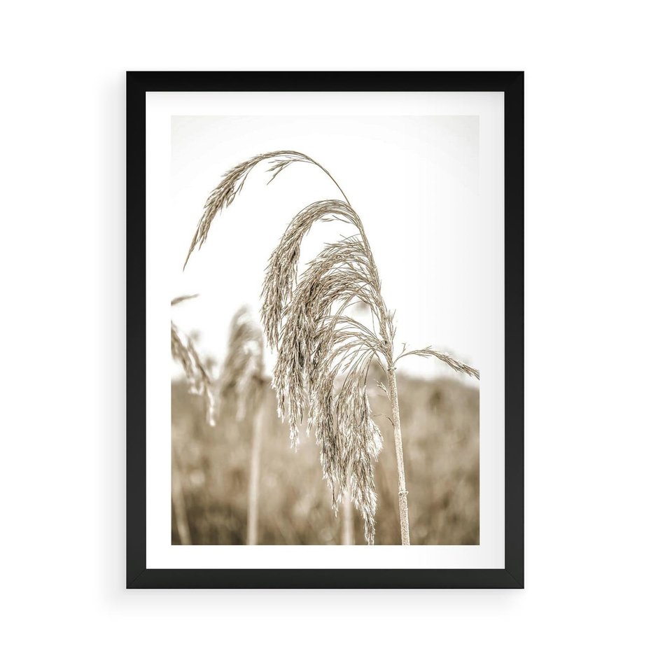 Plakat w ramie 50x70 - Ujęcie Suchych Traw - suche trawy, zbliżenie - rama czarna