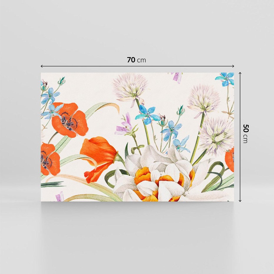 Obraz na płótnie 70x50 - Polne Kwiaty - polne kwiaty, na białym tle