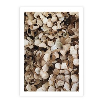 Plakat bez ramy 50x70 - Delikatność Hortensji: Kompozycja Kwiatów w Beżu - hortensja, odcienie beżu