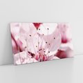 Obraz na płótnie 100x50 - Kwitnąca Wiśnia - kwiaty, kwitnąca