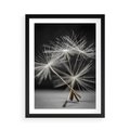 Plakat w ramie 50x70 - Delikatność dmuchawców zbliżenie - dmuchawce, zbliżenie - rama czarna