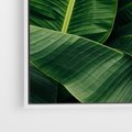 Obraz w ramie 70x50 - Zaklęta roślinna ekspresja - liście bananowca, gęsto ułożone - rama biała