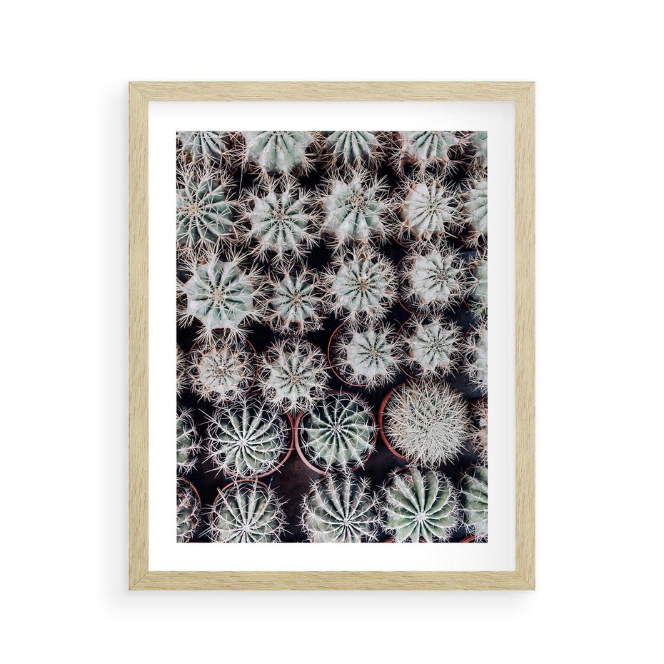 Plakat w ramie 40x50 - Wzór Kaktusów - kaktusy w doniczkach, ujęcie z góry - rama drewno