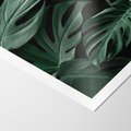 Plakat bez ramy 21x30 - Zielone Liście Monstery w Dżungli - zielone liście monstery, dżungla