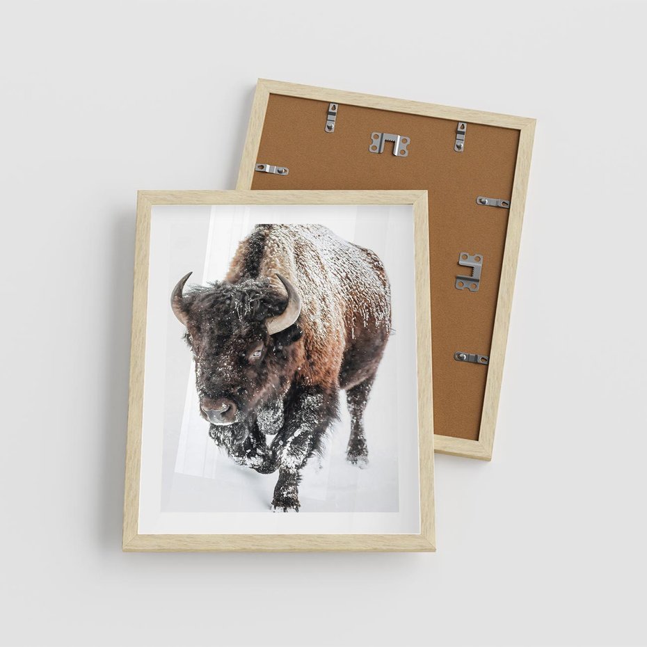 Plakat w ramie 40x50 - Zimowy Władca Puszczy - żubr, bizon - rama drewno