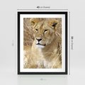 Plakat w ramie 40x50 - Potęga lwów w Afryce - lew, lwica - rama czarna