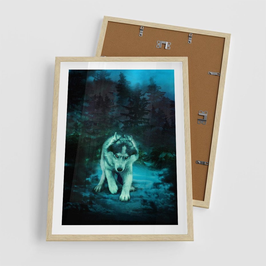 Plakat w ramie 50x70 - Siła i wdzięk natury - wilk, husky - rama drewno
