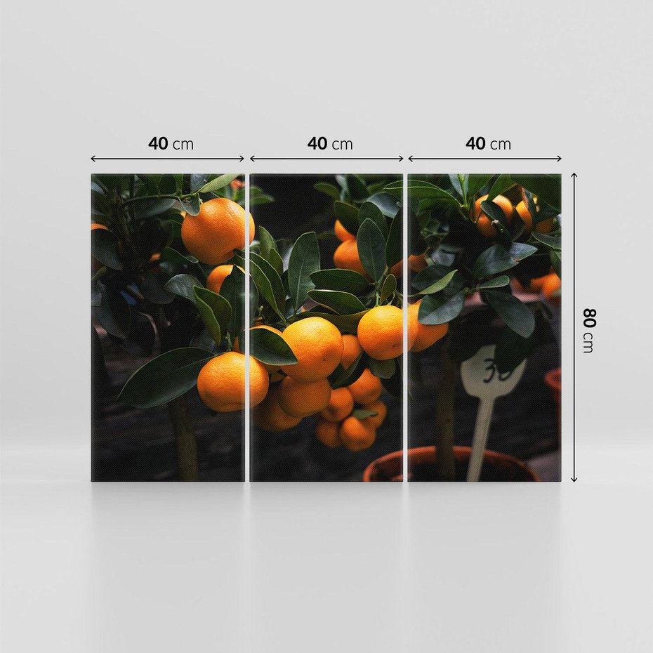 Obraz na płótnie 120x80 - Mandarynki Drzewko Urodzaju - mandarynki, drzewko