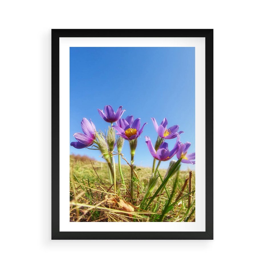 Plakat w ramie 50x70 - Kwiatowa siła łąki - kwiaty, łąka - rama czarna