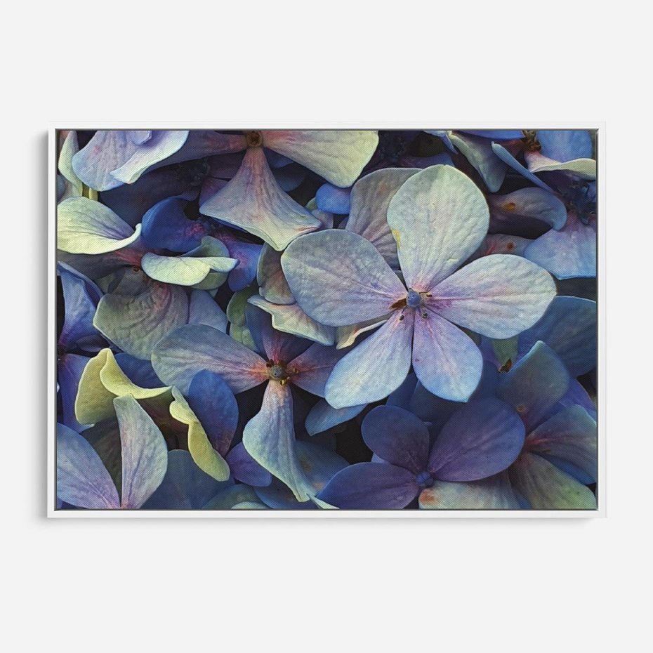 Obraz w ramie 120x80 - Hortensja - delikatność kwiatów - hortensja, kwiaty - rama biała