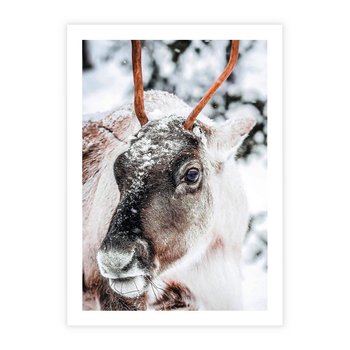 Plakat bez ramy 21x30 - Renifer w Zimowej Krainie - renifer, zima