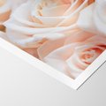 Plakat bez ramy 30x40 - Aromatyczna Piękność - płatki herbacianej róży, kwiaty