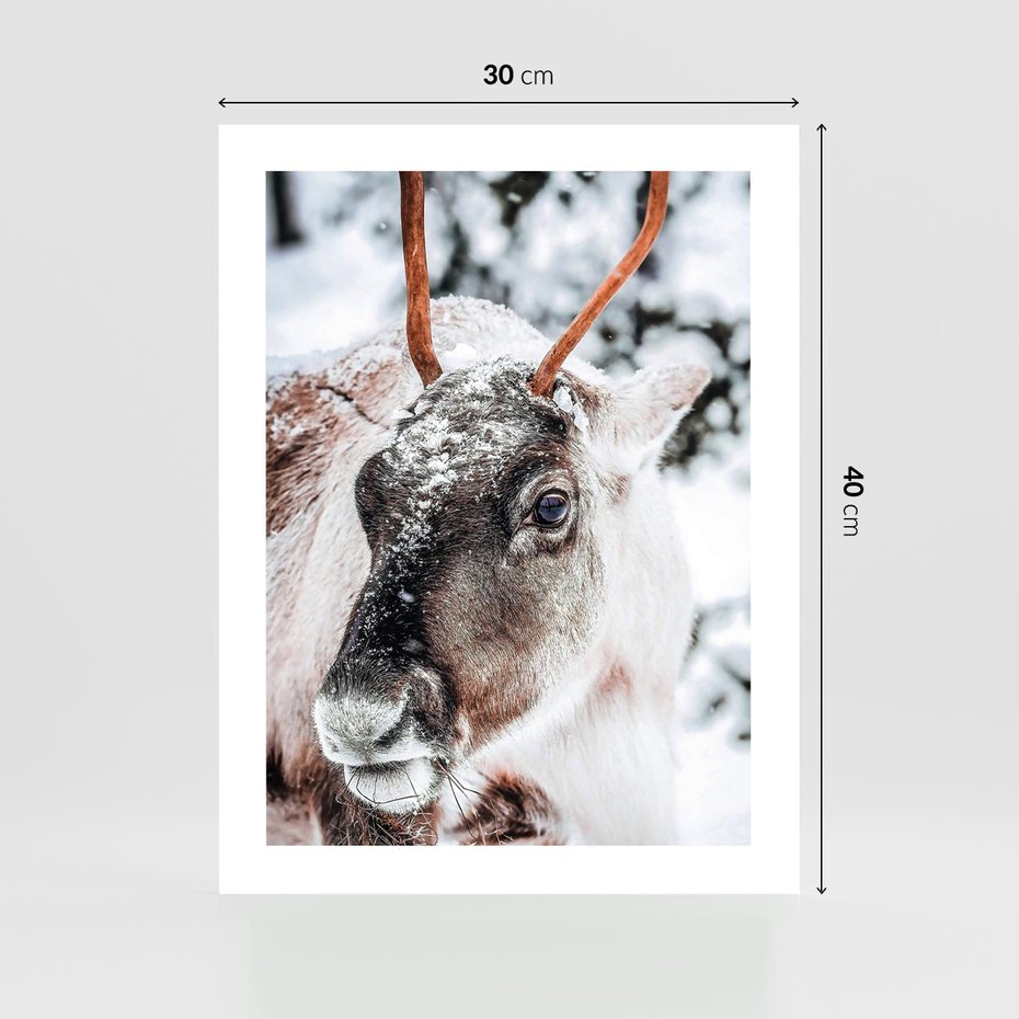 Plakat bez ramy 30x40 - Renifer w Zimowej Krainie - renifer, zima