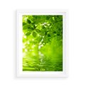 Plakat w ramie 50x70 - Liście w Wodzie - liście, woda - rama biała
