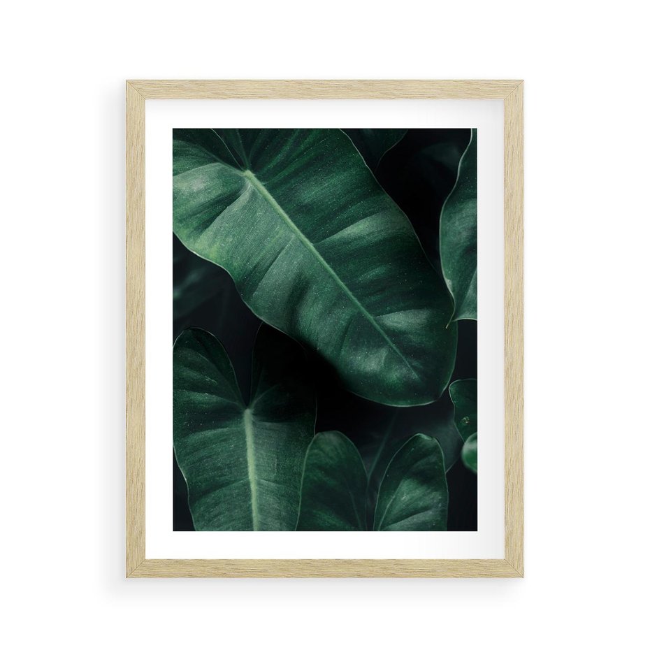 Plakat w ramie 40x50 - Liście Bananowca - minimalizm, zielone liście bananowca - rama drewno