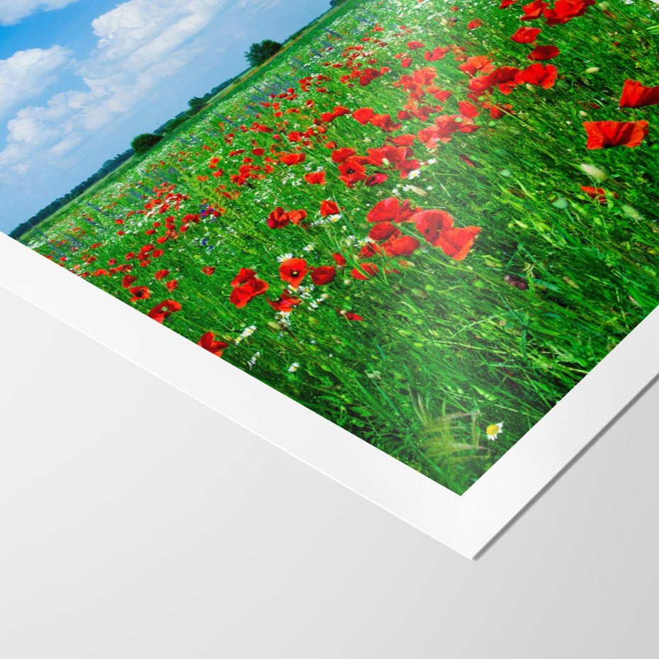 Plakat bez ramy 40x50 - Kolorowa łąka pełna maku - łąka, maki