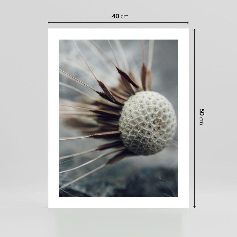 Plakat bez ramy 40x50 - Makro Dmuchawiec - dmuchawiec, zbliżenie