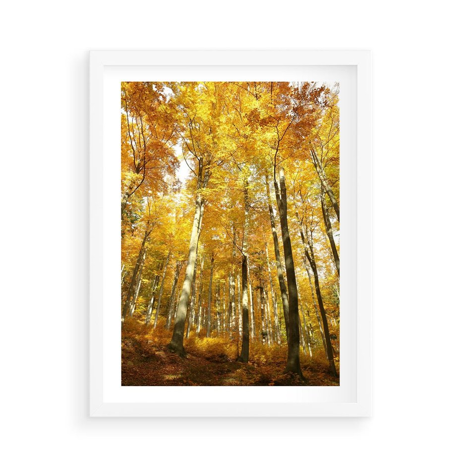 Plakat w ramie 50x70 - Jesienny Las - Kolorowa Paleta Natury - jesień, drzewa - rama biała