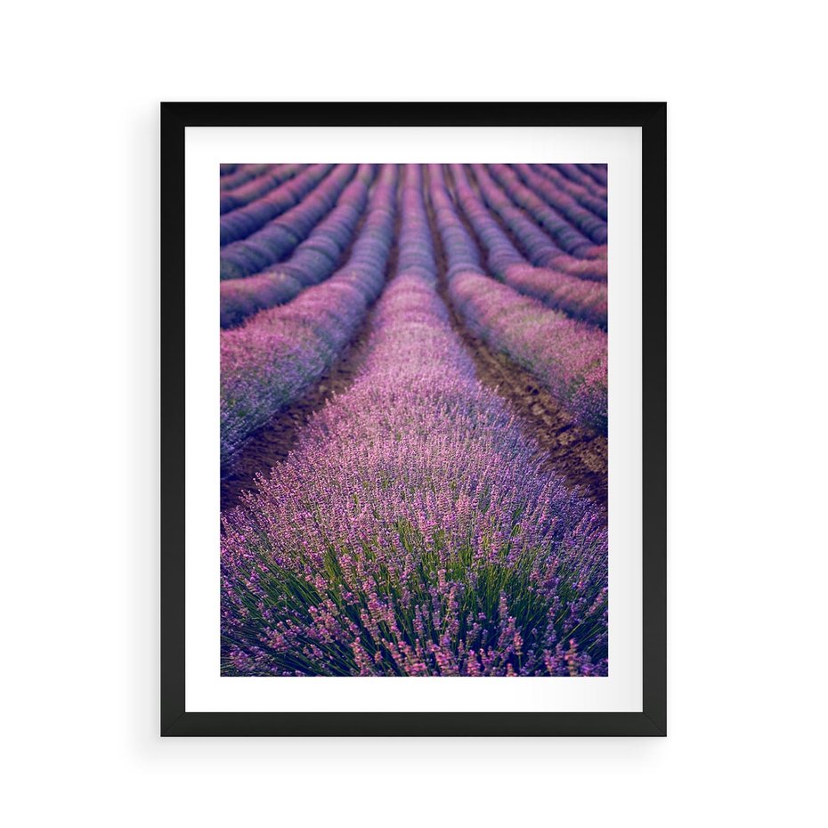 Plakat w ramie 40x50 - Pole Lawendy w Pełnej Krasie - pole lawendy, kompozycja - rama czarna