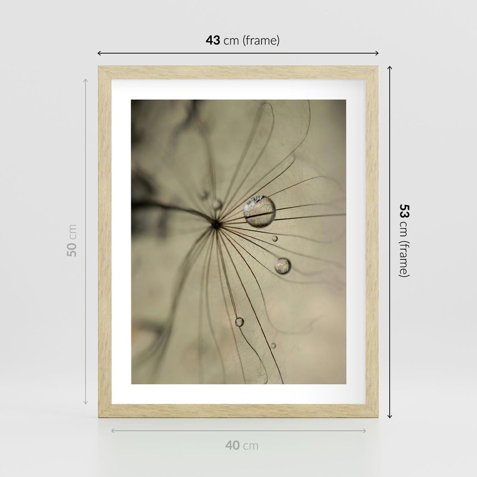 Plakat w ramie 40x50 - Delikatność dmuchawców - dmuchawce, krople - rama drewno