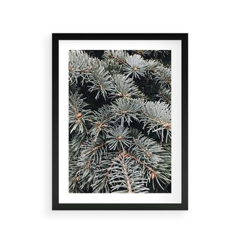 Plakat w ramie 50x70 - Zima na Gałęziach - sosnowe gałęzie, igły - rama czarna