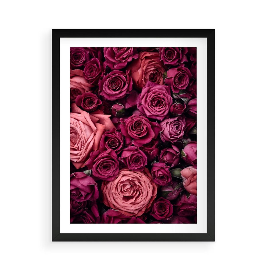 Plakat w ramie 50x70 - Róże - piękno kwiatów - róże, kwiaty - rama czarna