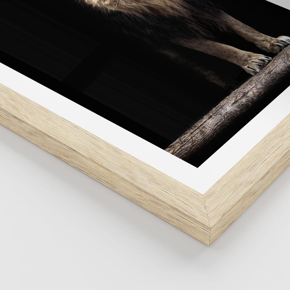 Plakat w ramie 40x50 - Lew: dzikie piękno natury - lew, dzikie - rama drewno