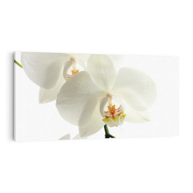 Obraz na płótnie 100x50 - Kwiatowe piękno - kwiat, kwiaty