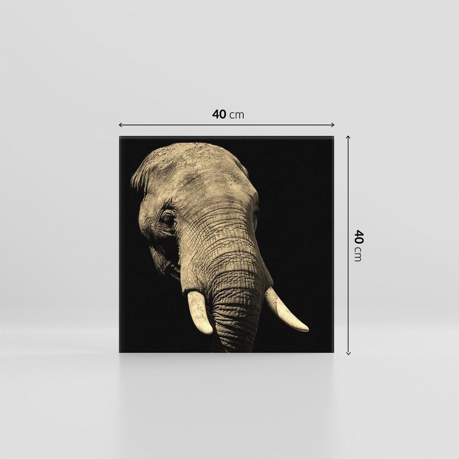 Obraz na płótnie 40x40 - Potężny słoń Afryki - safari, afryka