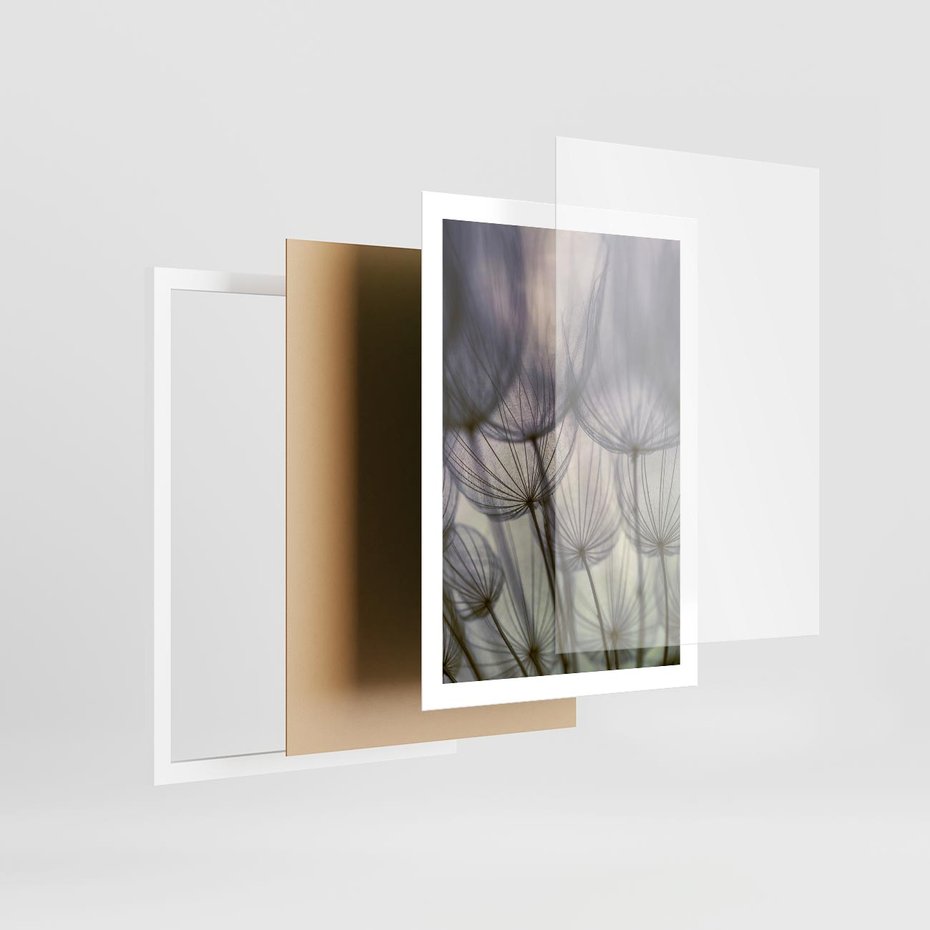 Plakat w ramie 50x70 - Makro dmuchawiec - piękno drobnych detali - dmuchawce, makro - rama biała