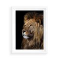 Plakat w ramie 50x70 - Władca Dzikiej Przyrody - lew, król - rama biała