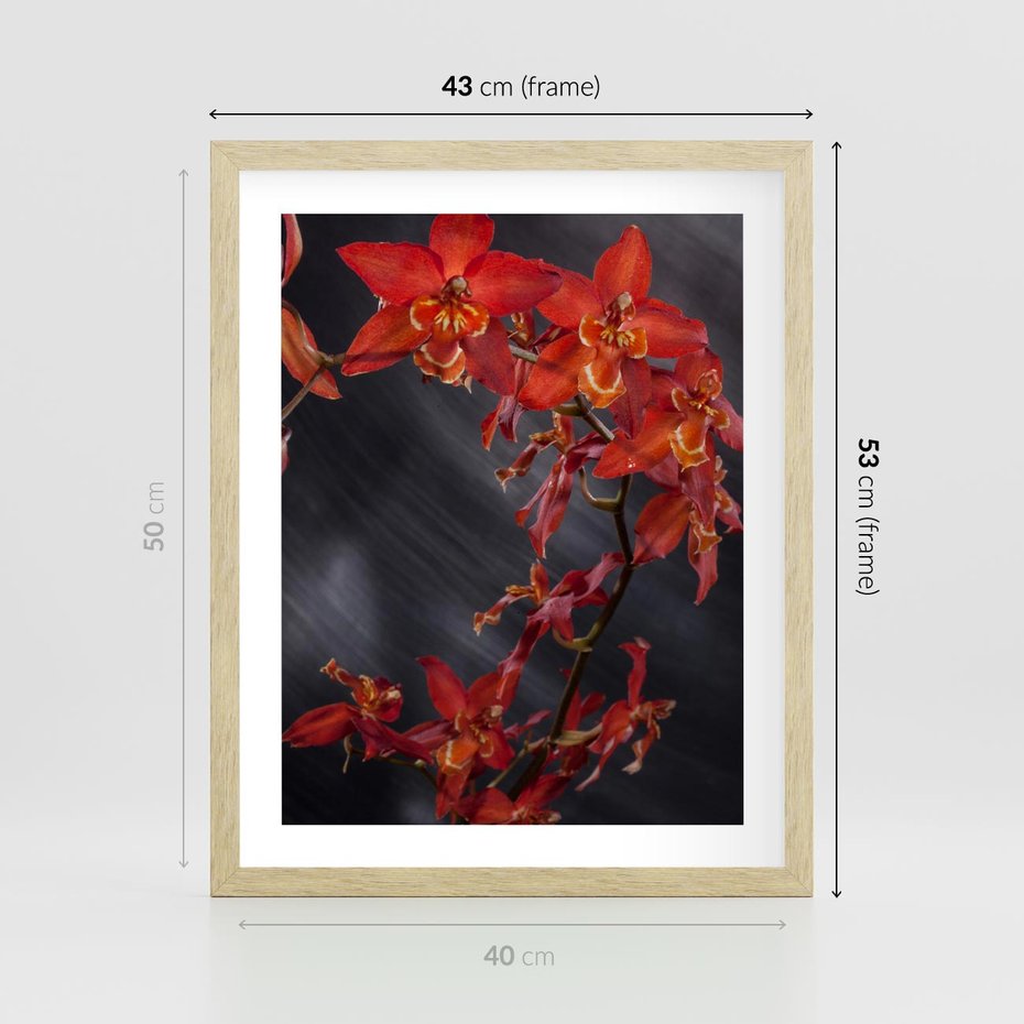 Plakat w ramie 40x50 - Kolorowy Raj - kwiaty, tropikalne - rama drewno