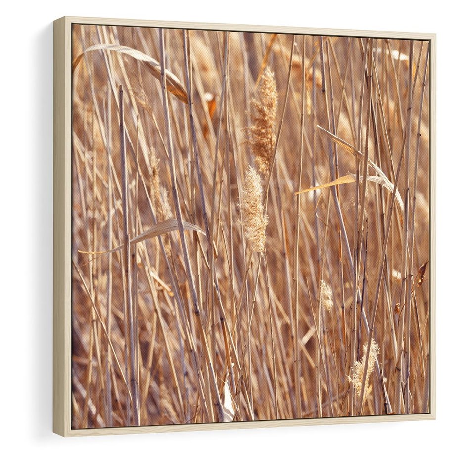 Obraz w ramie 50x50 - Mistrzowskie suche trawy - suche, trawy - rama drewno