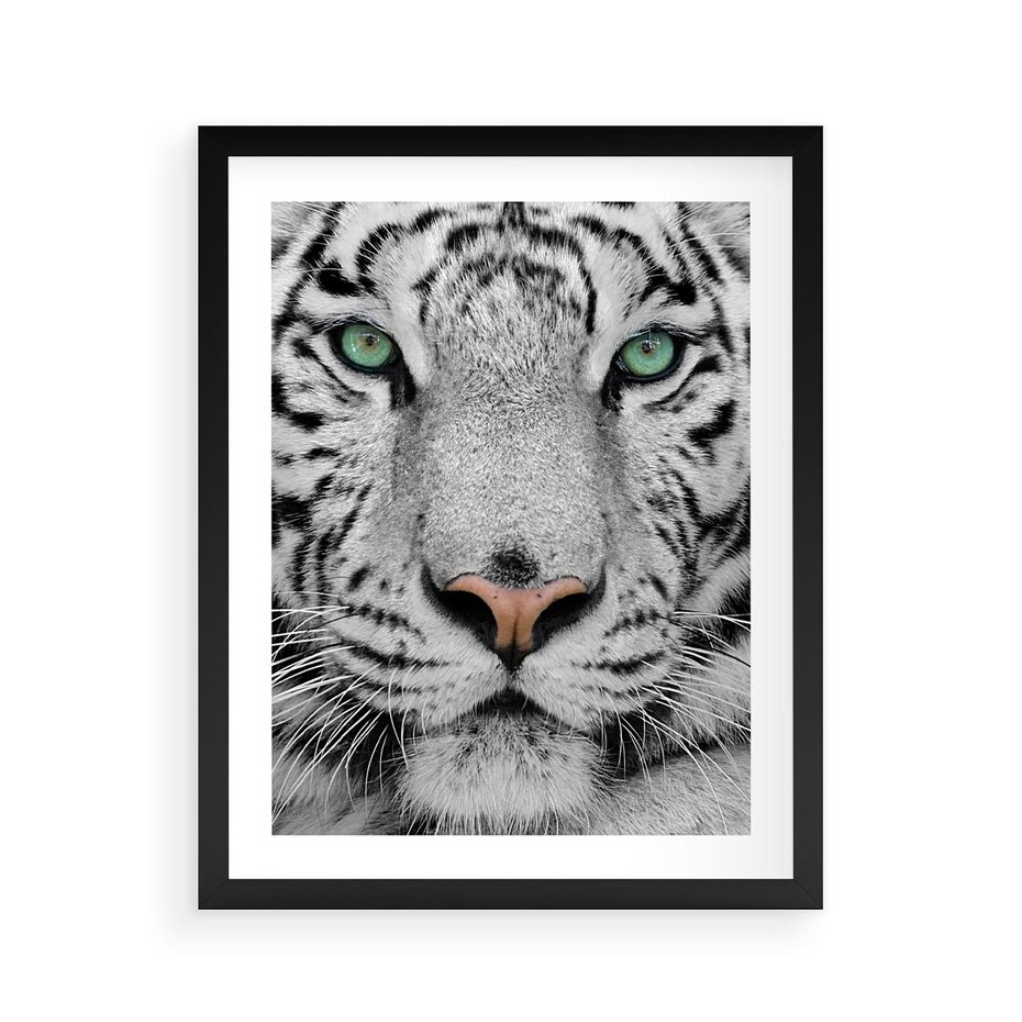 Plakat w ramie 40x50 - Magia Białego Tygrysa - biały, tygrys - rama czarna