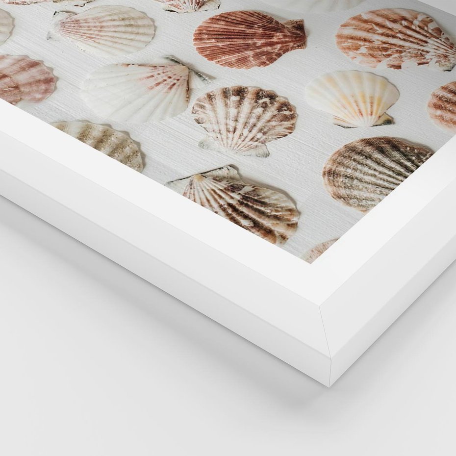Plakat w ramie 40x50 - Morska Delikatność: Muszelki na Białym Tle - kompozycja, morskie muszelki na białym tle - rama biała