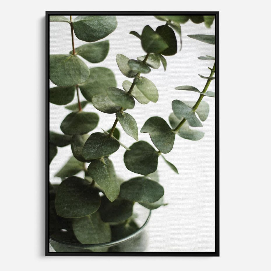 Obraz w ramie 70x100 - Zielone eukaliptusy - eukaliptus, liście - rama czarna