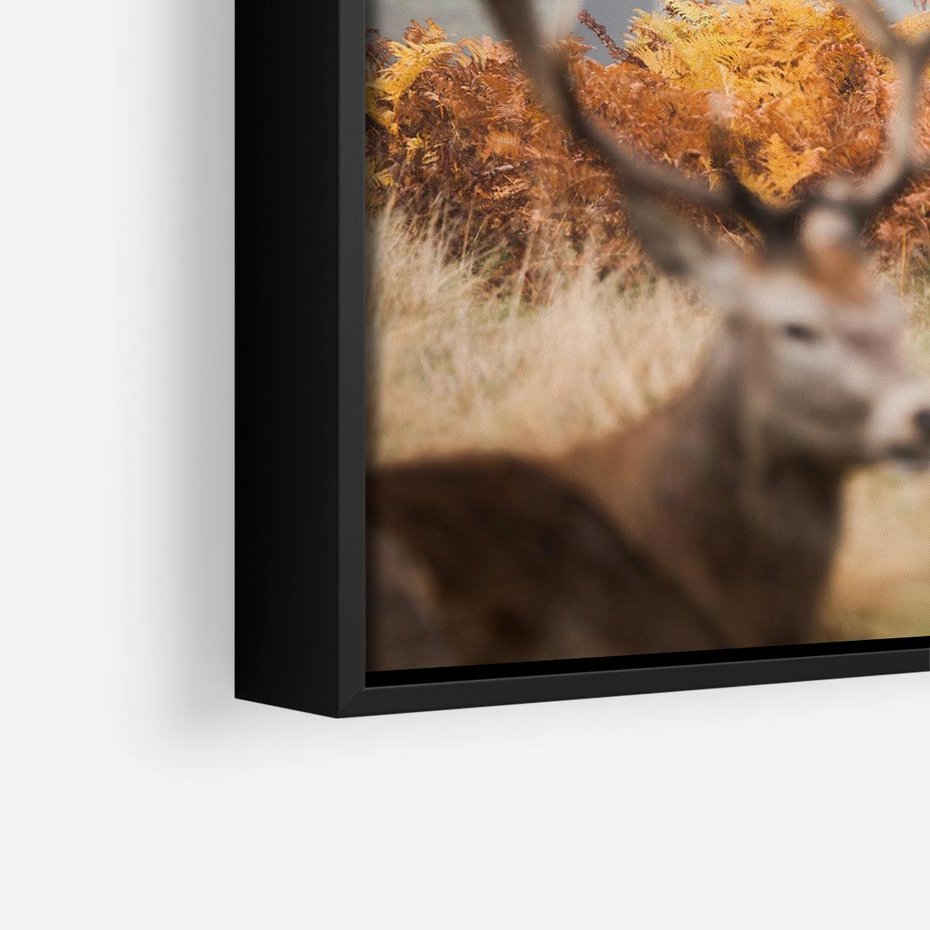 Obraz w ramie 50x50 - Malownicza Harmonia - jelenie, jesień - rama czarna