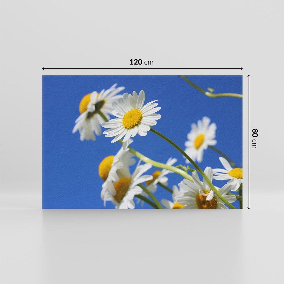 Obraz na płótnie 120x80 - Stokrotkowe pola - stokrotki, kwiaty