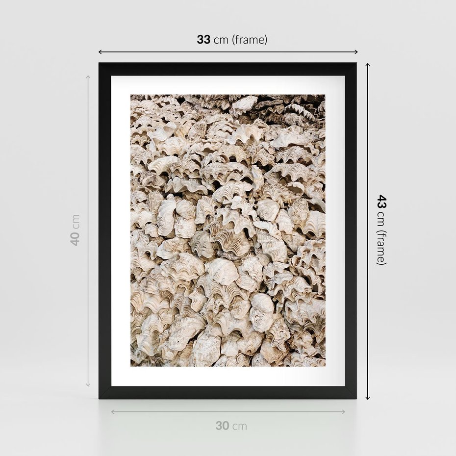 Plakat w ramie 30x40 - Symfonia Natury - kompozycja z białych muszli - rama czarna