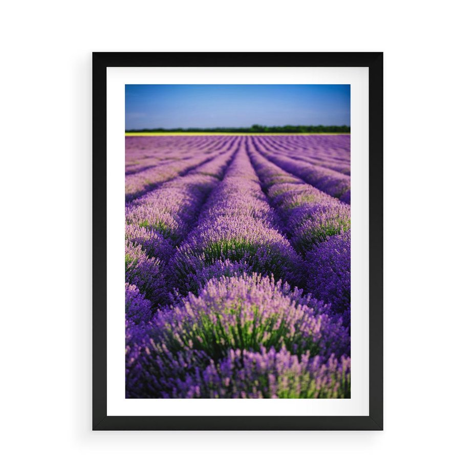 Plakat w ramie 50x70 - Malownicze Pole Lawendy - lawenda, pole - rama czarna